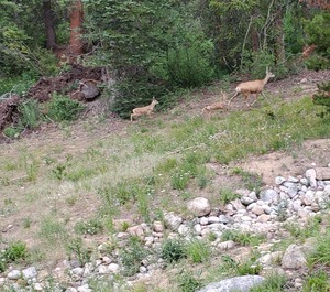Silverthorne 
