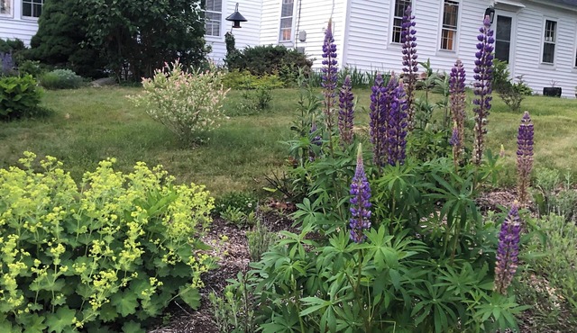 Charming 3-BR cottage in rural Historic District - authentic Maine experience!