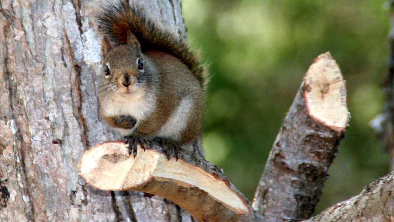 Photo of Others in Mount Desert