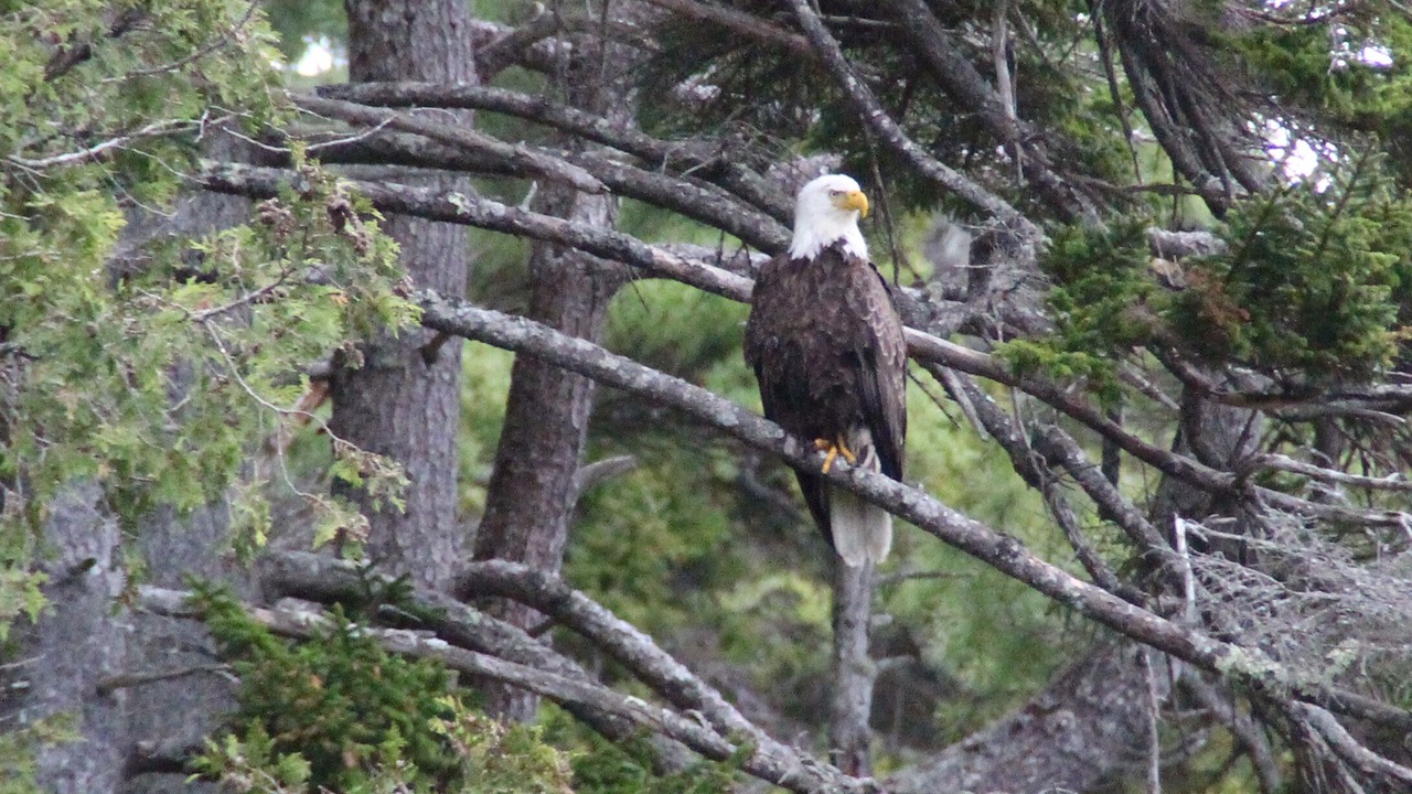 Photo of Others in Mount Desert