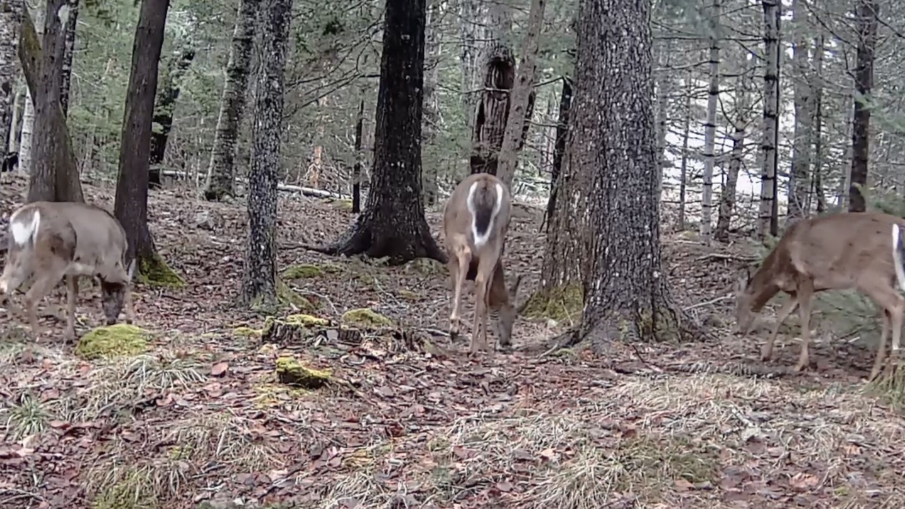 Photo of Others in Mount Desert