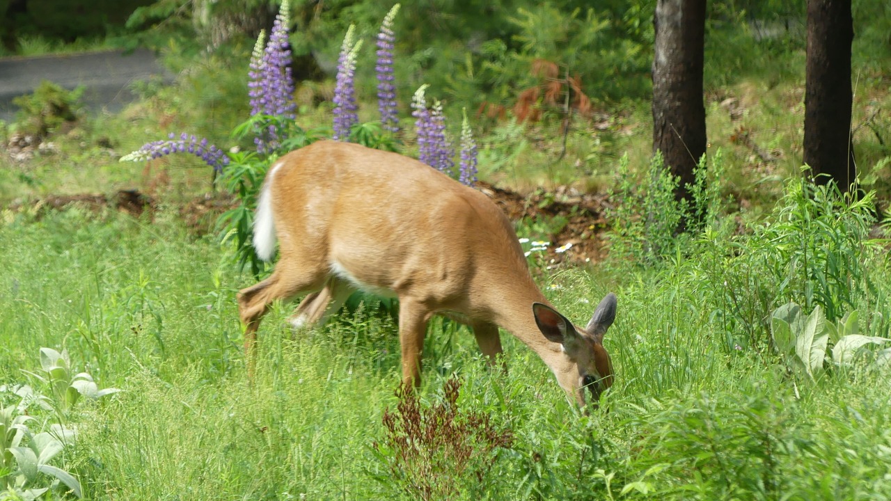 Photo of Others in Bar Harbor