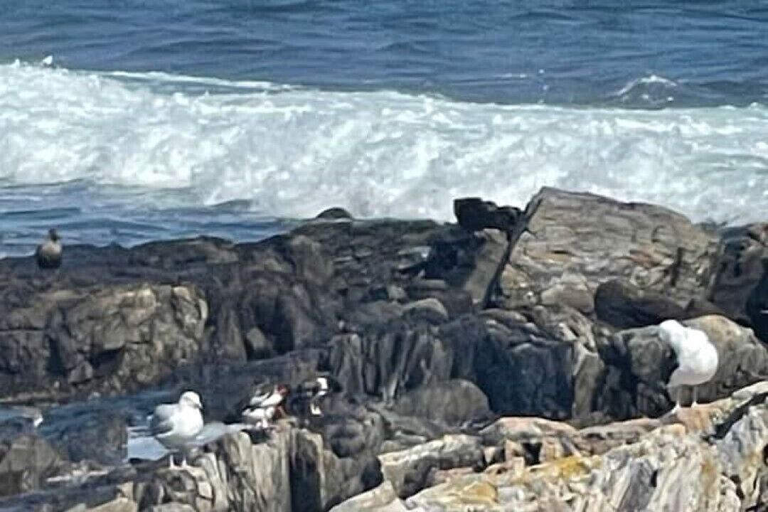 Photo of Others in Scarborough