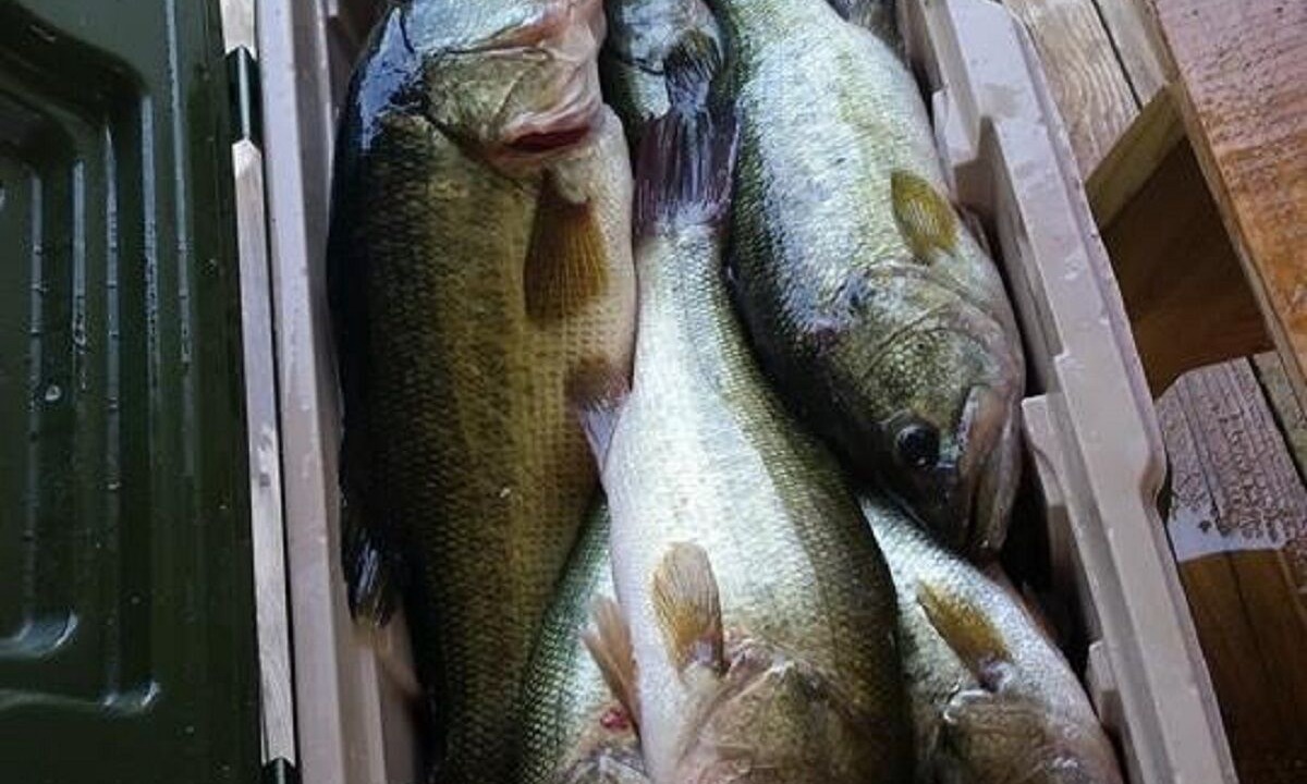Photo of Others in Scottsboro