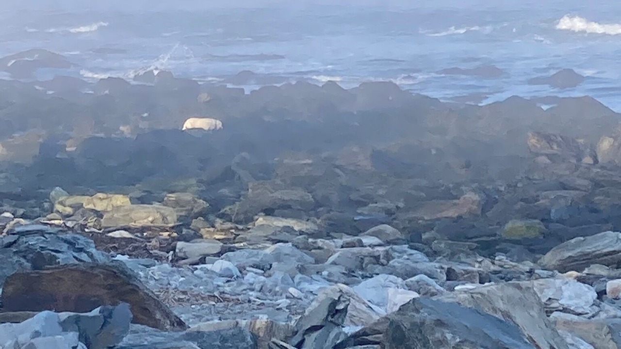 Photo of Others in Peaks Island