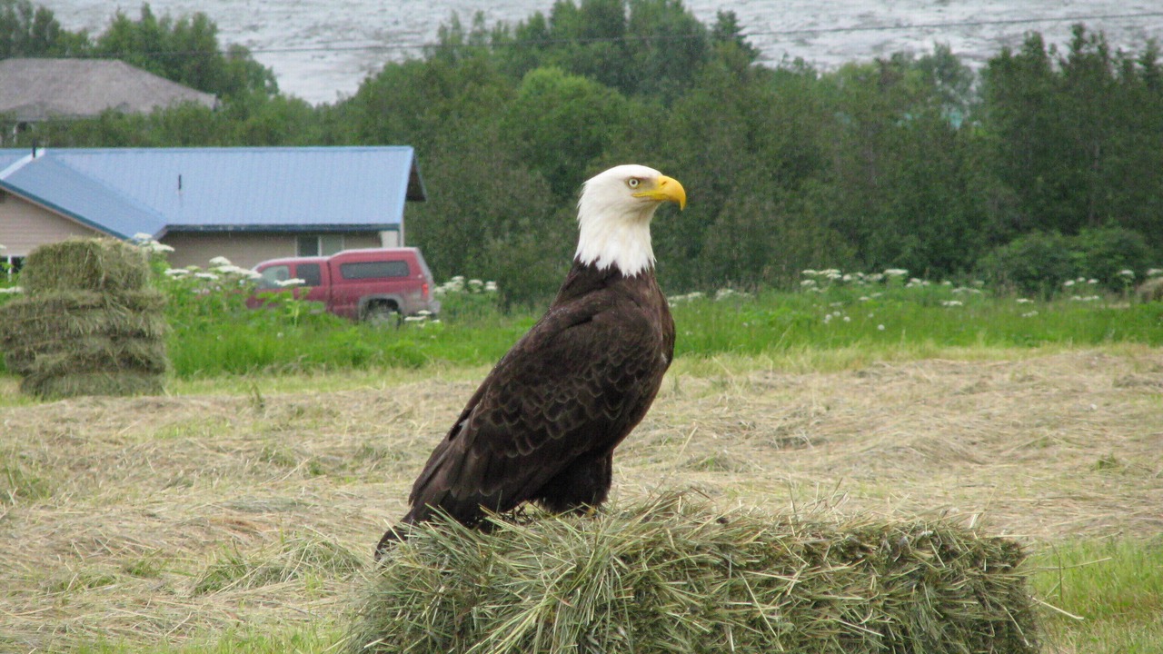 Photo of Others in Kachemak